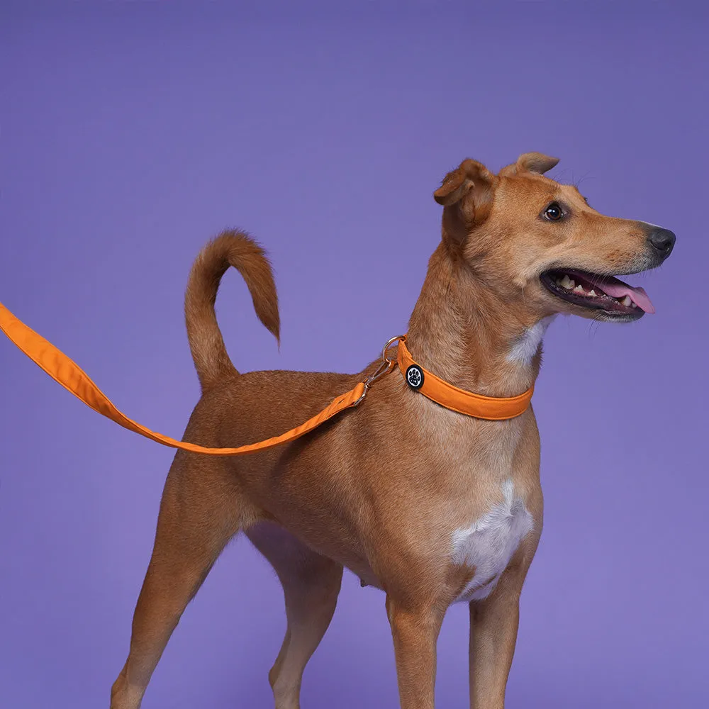 Dear Pet Classic Mustard Dog Leash