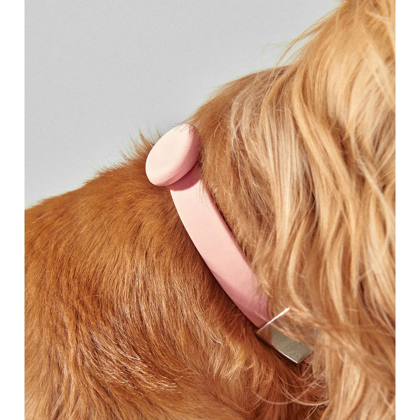 frank green Blushed Dog Safety Light Medium^^^