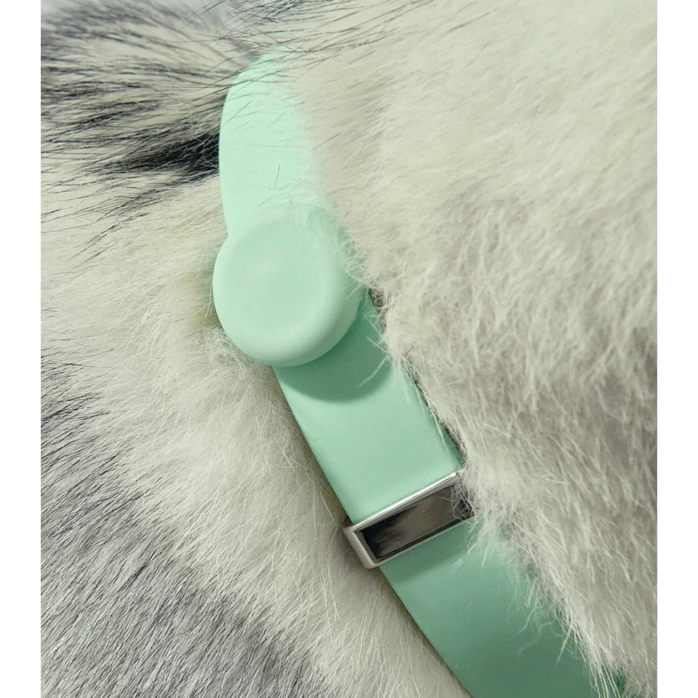 frank green Blushed Dog Safety Light Medium^^^