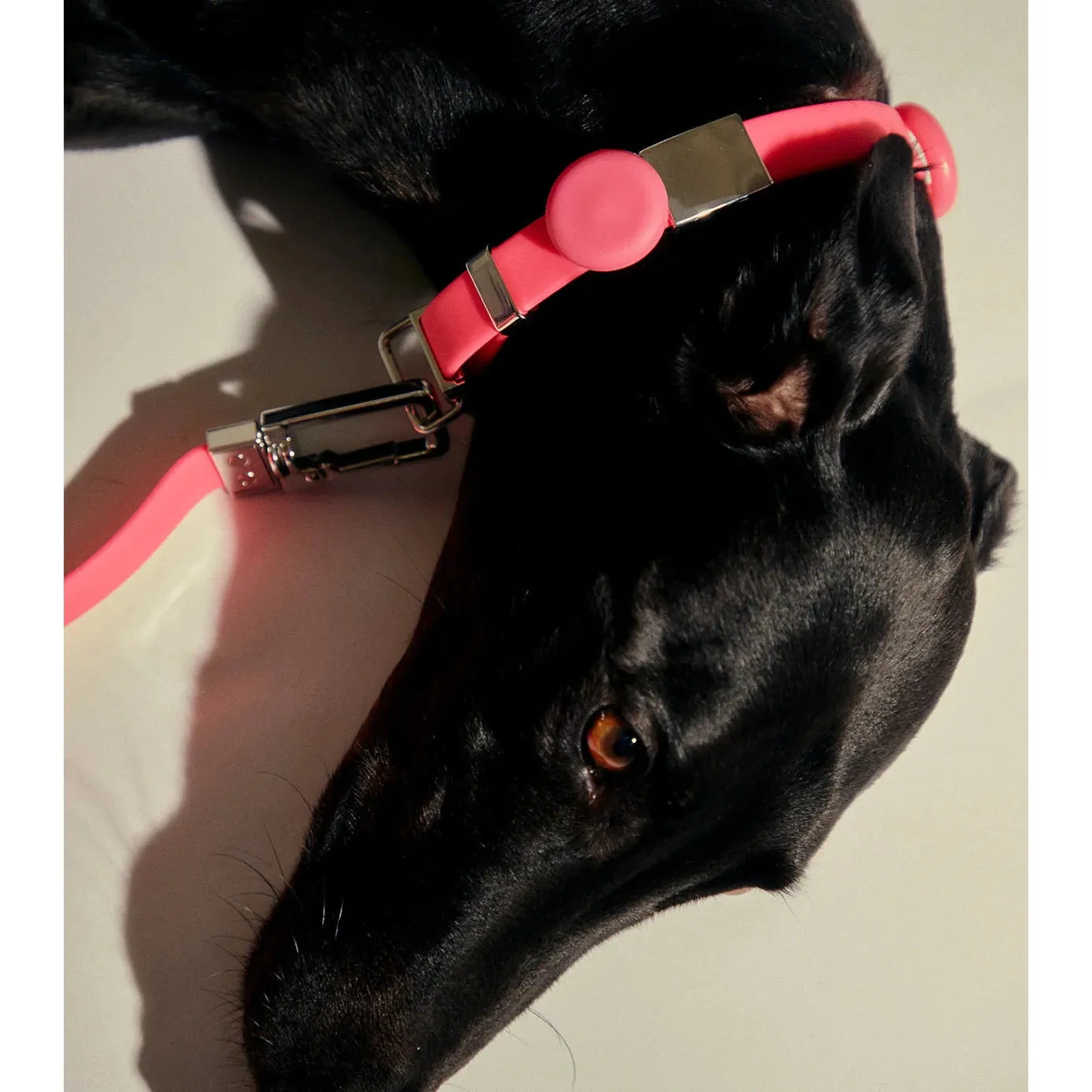 frank green Blushed Dog Safety Light Medium^^^