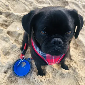 Portable Pet Bowls
