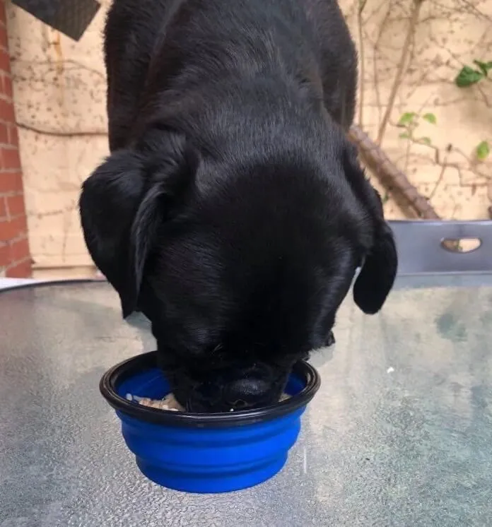 Portable Pet Bowls