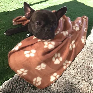 Soft Fleece Paw Print Pet Blanket - 39" x 55" - Assorted Colors (Single)
